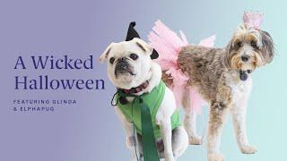 A Wicked Halloween with Glinda and ElphaPUG