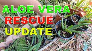 Update of Aloe Vera Rescue #Bee13Bux