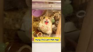  Nửa Đêm Ai Gây Náo Loạn? #thúcưng #vậtnuôi #chómèohàihước #funny #pets #cat #cute