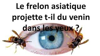 Frelon asiatique, attention aux yeux !