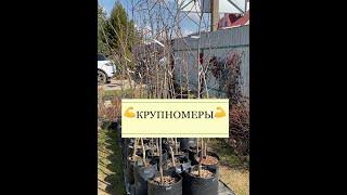 Крупномеры - садовый питомник "Зеленая жизнь"