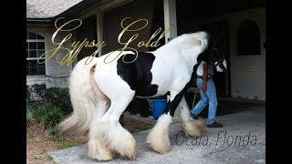 Gypsy Gold Farm - Ocala, FL. - Family of 6 living fulltime in an RV