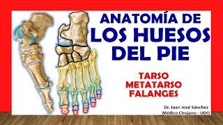  FOOT BONES. (Tarsus, Metatarsus and Phalanges). Easy, Fast and Simple