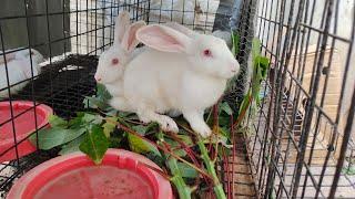 Feeding Rabbits Leaves / How to make your rabbit gain weight fast / How to grow rabbit