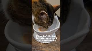 5 signs your cat is spoiled?  audio: chronicles_of_kitty #shorts #spoiledcats #catfacts #funnycats