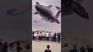 world biggest blue whale  ( real video )