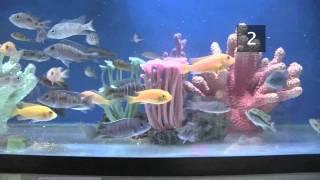 How To Choose Fish for a Tropical Fish Tank