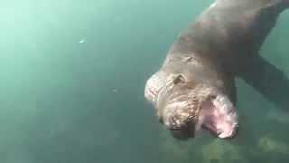 Swimming with Sea Lions in La Jolla Cove