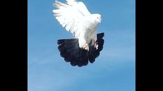 Голуби Душанбе Таджикистан , Pigeons of Dushanbe Tajikistan