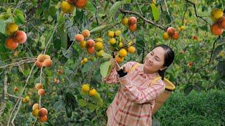 Satisfying with harvesting 100kg persimmon fruits , selling and cooking | Emma Daily Life