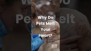 Pets Melt Your Heart and Reduce Stress — They're Your Brain’s Best Friend!