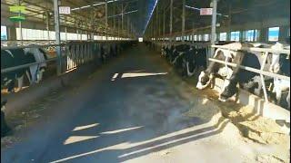 Amazing Modern Raising Cattle Technology - Calf Fattening Business in China - GREAT FARM