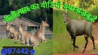 # Video  |  नील गाय और खेती | @87442-p  Viral video