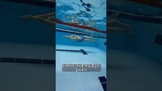 1분 수영꿀팁 플립턴 2편 #수영 #swim #swimming