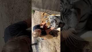 Tiger Chin Scratches