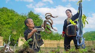 Dwarf Family Primitive Life: While the garden, suddenly discovered a snake nest.