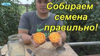 Сбор семян томатов- как это правильно сделать.