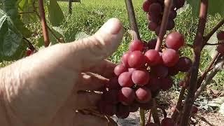 Виноград Паланга в сентябре