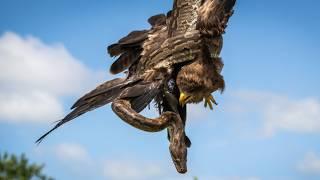 Python Vs. Yellow-Billed Kite: A Deadly Embrace