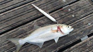 Topwater lure fishing - Bluefish attack  on Jack Fin Stylo 150