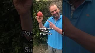 Grow a pomegranate from the supermarket #growyourgroceries
