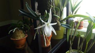 Angraecum didieri bloom and my other angraecoid orchids update