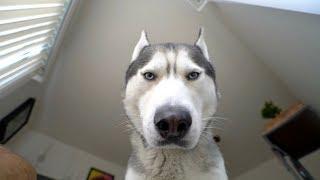 What Waking Up To My Husky Looks Like!