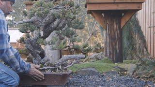 Overwintering Bonsai trees