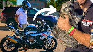 Kawi the Raccoon's Last Ride with Me...