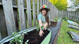 My Backyard Garden ~ trying raised beds for the first time!