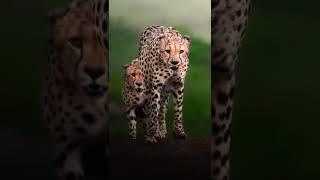 Paradise on earth | World of animals | Wildlife #wildlife #youtube #youtubechannel #shorts