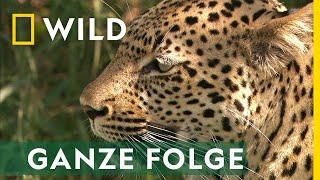 Katzenattacke - Ganze Folge | Afrikas tödlichste Jäger