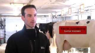 Master Breeder 2014, Suntor Holstein (english)