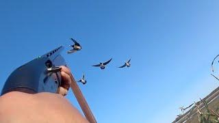 ОХОТА НА ГУСЕЙ.  Добыли 21 гуся, казарки. Goose Hunting. Осенняя охота.