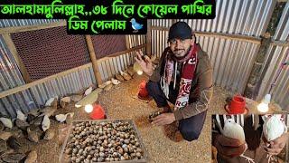 আলহামদুলিল্লাহ,,৩৮ দিনে কোয়েল পাখির ডিম পেলাম 