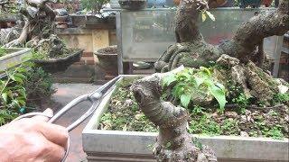 Kỹ thuật làm cây của người NHẬT - how to create bonsai trees