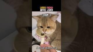 내면의 악마와 싸우는 고양이 #동물 #고양이