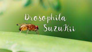 DROSOPHILA SUZUKII scientific documentary ft Sara Caramella