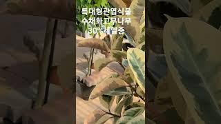 헬로우가든마켓 수채화고무나무