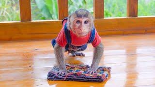 Adorable Baby Monkey MiMi Secretly Becomes a Delivery Girl to Help Her Family