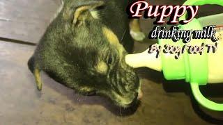 Puppy drinking milk  episode 360| By Dog Food TV