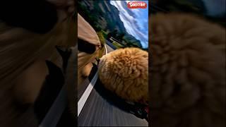 The most super great riding Thật I just #cat #meow #sports  #trending