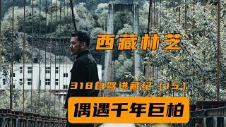 What do 3000 years old Trees in Tibet look like？見證華夏文明歷史的三千歲大樹是什麼樣的？