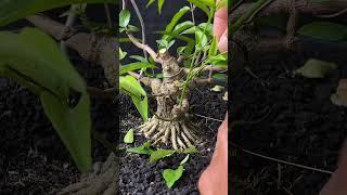 Bonsai anting putri mame