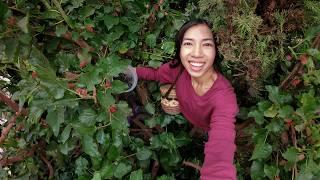 I Climb This Mulberry Tree 3 Times Per Year When It Fruits!