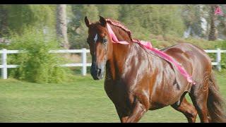 Animalia - Horse Kivo wears pink for Breast Cancer Awareness Month