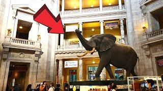 Smithsonian National Museum of Natural History Washington DC Full Tour 2024