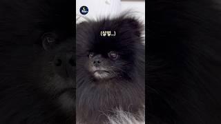 요리채널인데... 왜 강아지 모음집 요청이...7탄