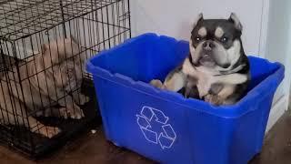 My Bullies Are On Punishment.. Box Time W/Havoc  & Chaos ~Exotic Bullies