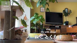 Daily life with cats starting with breakfast/Cherry blossom viewing in Japan/Home cooking(CATVLOG)